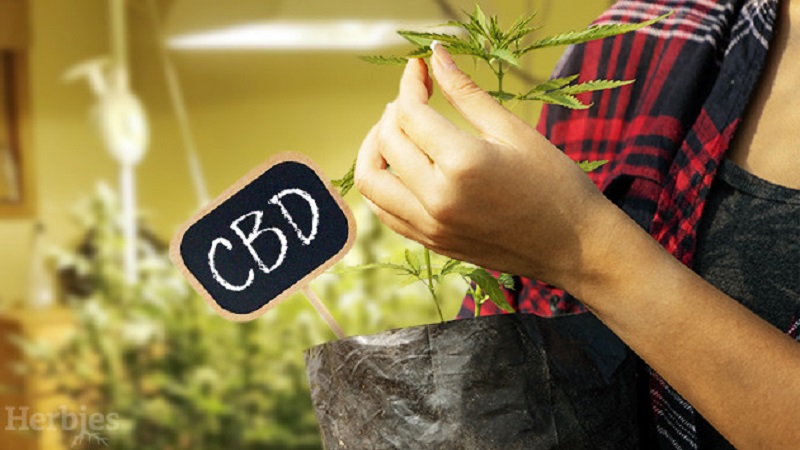 How to Grow High CBD Strain at Home