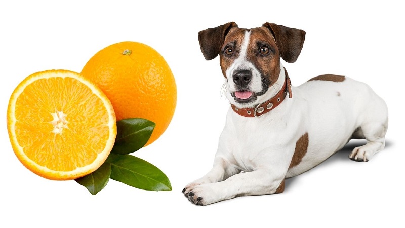 Dogs Eat Oranges