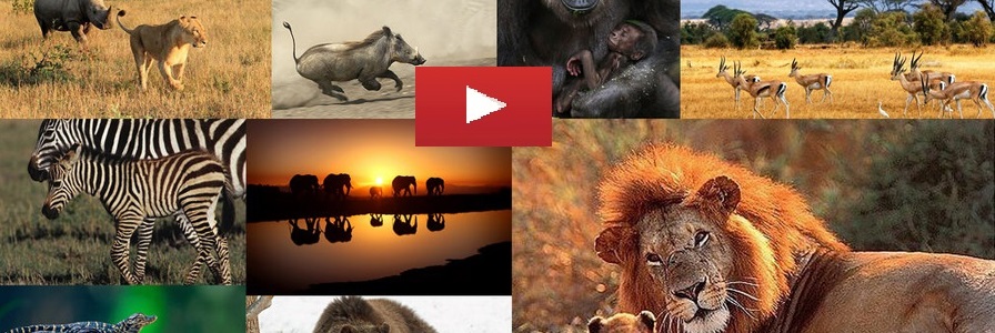 Animals filmoing for YouTube Marketing