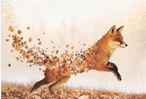 Fox made of maple leaves