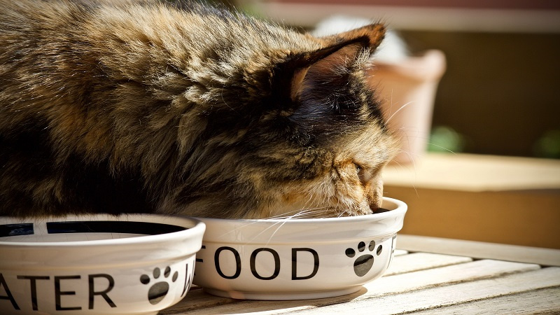 Essential Nutrients To Include in Your Cat's
