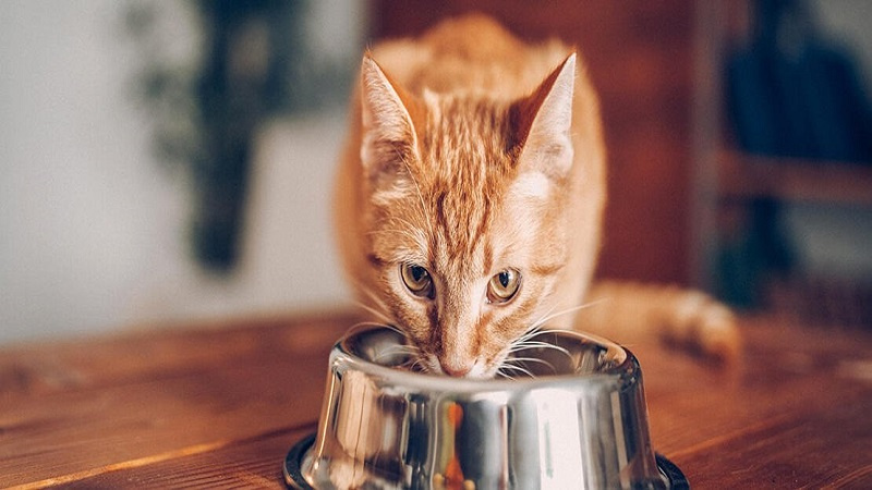 Cat Diseases You Can Avoid by Buying the Right Supplies