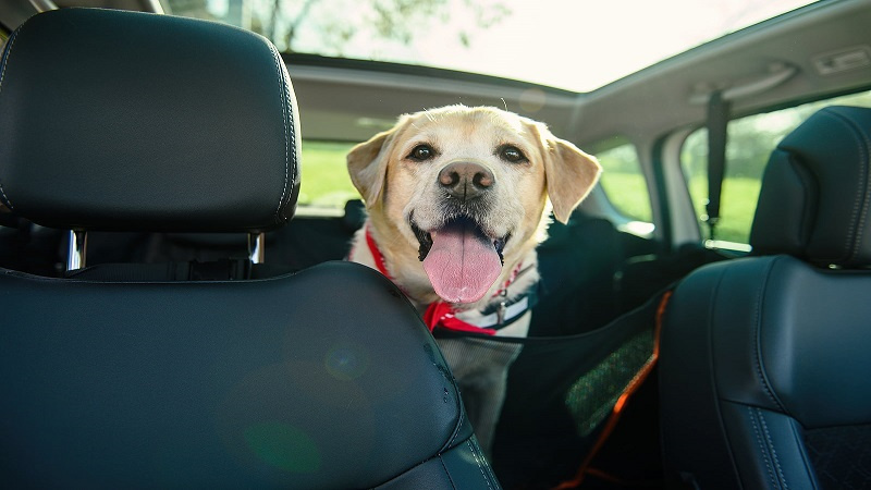 What Pet Supplies to Keep in Car