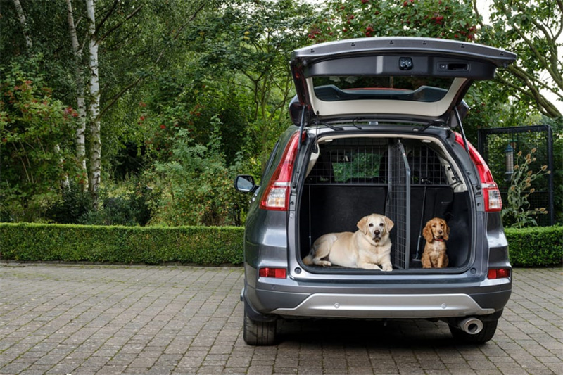 What Should a Pet Be Treated Like in Your Car
