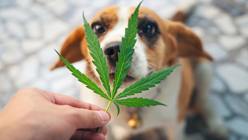 CBD and Epilepsy in Pets